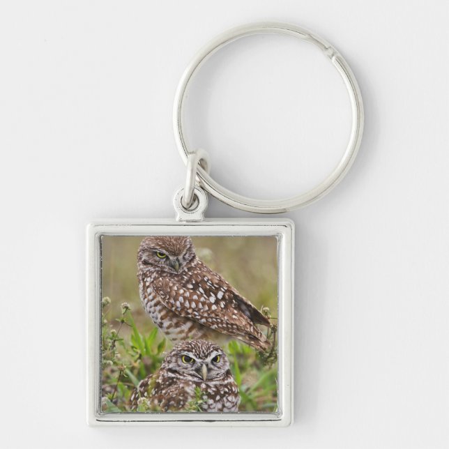Burrowing Owl, Athene cunicularia, Cape Coral, Key Ring (Front)