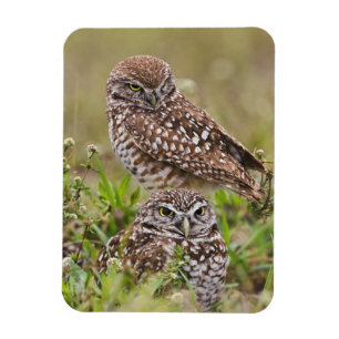 Burrowing Owl, Athene cunicularia, Cape Coral, Magnet