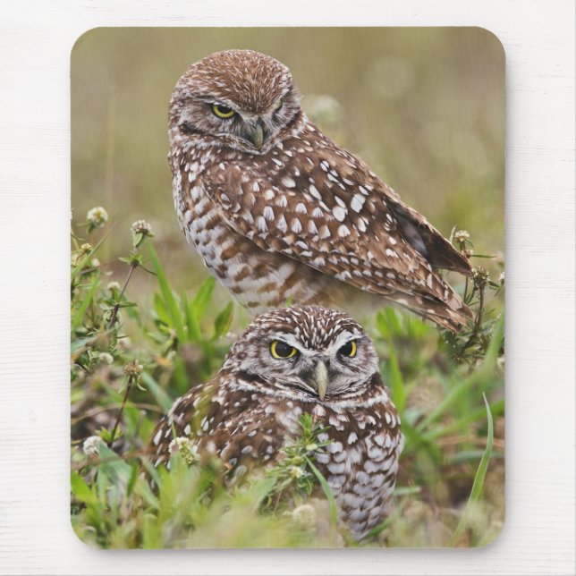 Burrowing Owl, Athene cunicularia, Cape Coral, Mouse Pad (Front)