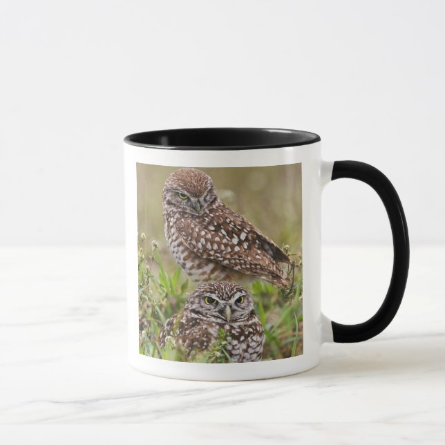Burrowing Owl, Athene cunicularia, Cape Coral, Mug (Right)