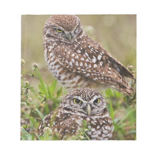 Burrowing Owl, Athene cunicularia, Cape Coral, Notepad