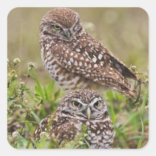Burrowing Owl, Athene cunicularia, Cape Coral, Square Sticker
