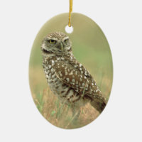 Burrowing Owl