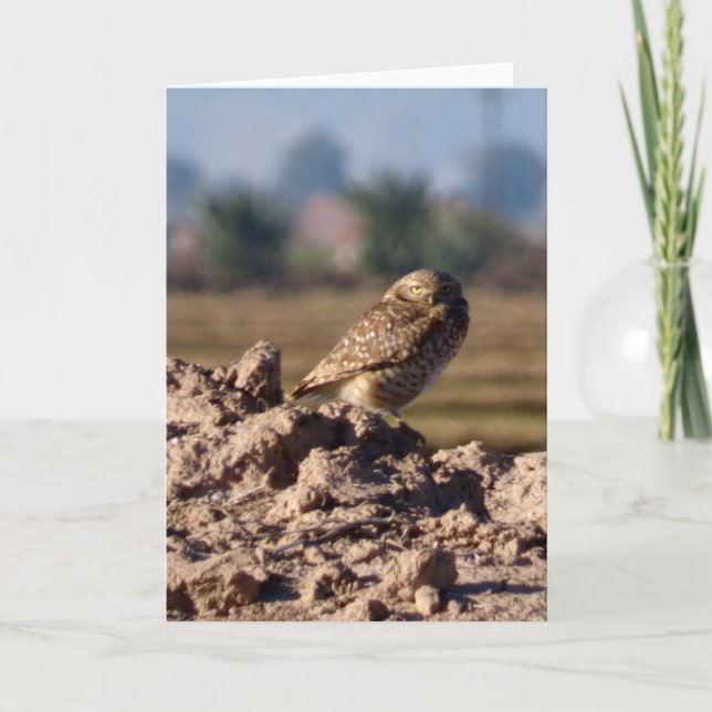 Burrowing Owl Greeting Card (Front)