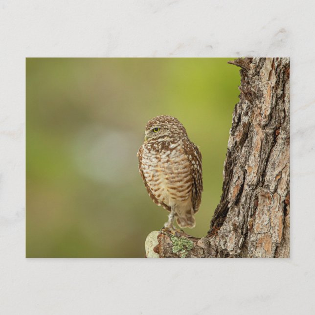Burrowing Owl in Florida Postcard (Front)