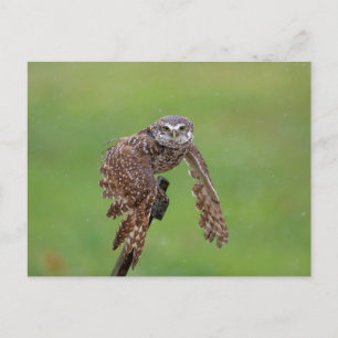 Burrowing Owl in Florida Postcard