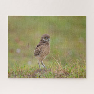 Burrowing Owl Jigsaw Puzzle