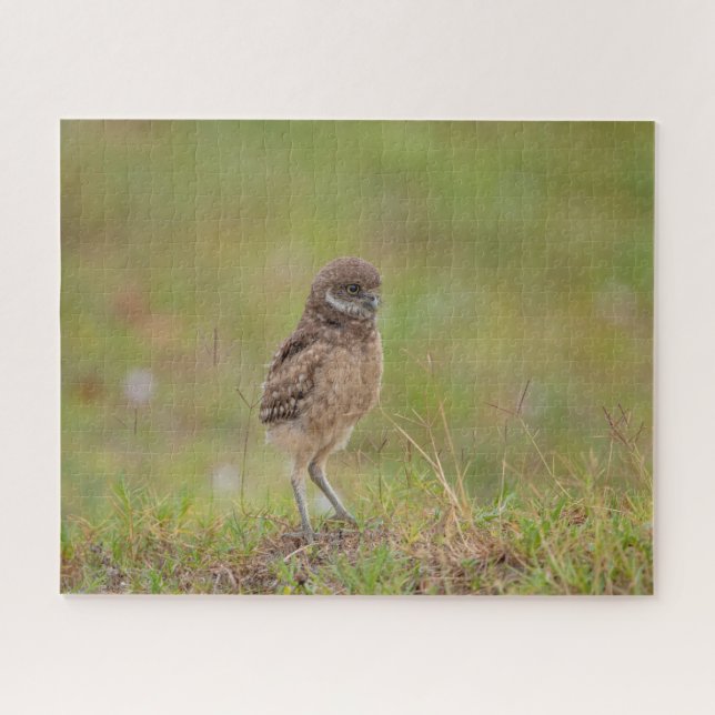 Burrowing Owl Jigsaw Puzzle (Horizontal)