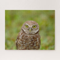 Burrowing Owl