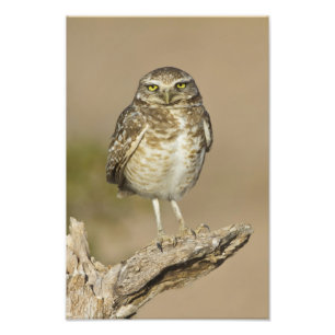 Burrowing Owl on a Cholla Rib Photo Print
