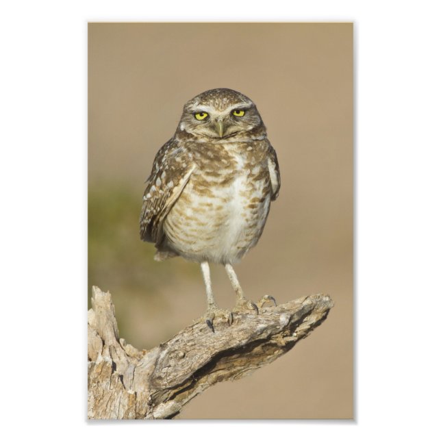 Burrowing Owl on a Cholla Rib Photo Print (Front)