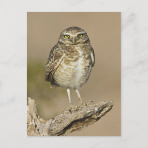 Burrowing Owl on a Cholla Rib Postcard