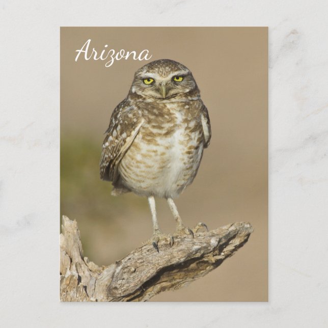 Burrowing Owl on a Cholla Rib Postcard (Front)