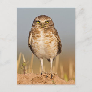 Burrowing owl on a dirt mound postcard