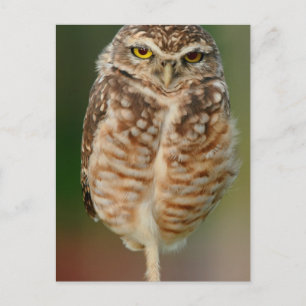 Burrowing Owl standing on one leg Postcard