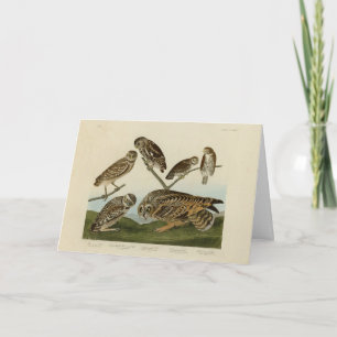 Burrowing Owls - from Audubon's Birds of America Card