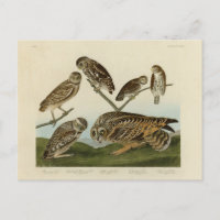 Burrowing Owls - from Audubon's Birds of America