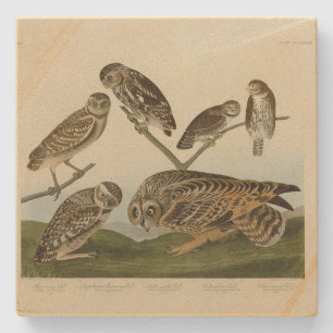 Burrowing Owls - from Audubon's Birds of America Stone Coaster