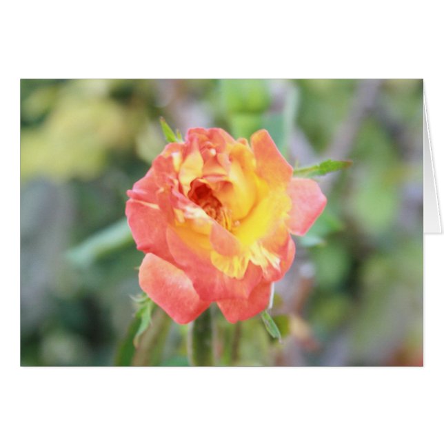 Burst of Fire (Front Horizontal)