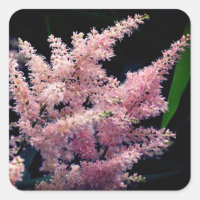 Bursting Pink Flower 