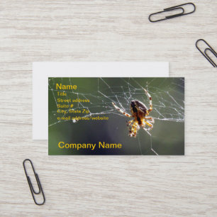 Bus. Card - Spider on Web