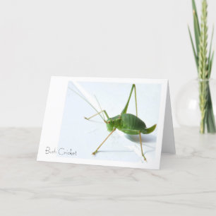 Bush Cricket Greeting Card