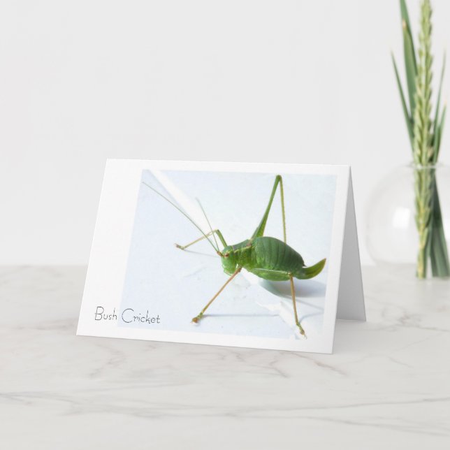 Bush Cricket Greeting Card (Front)