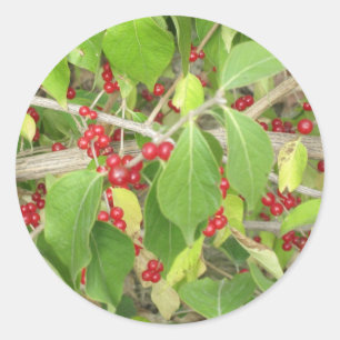 Bush with Red Berries Classic Round Sticker