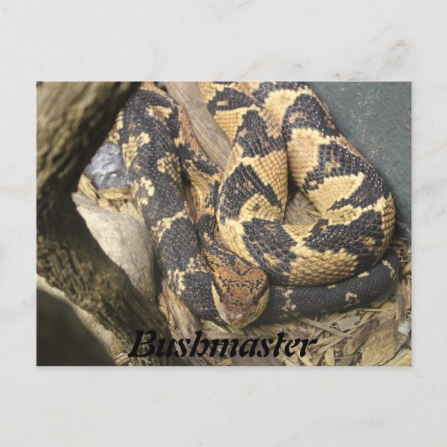 Bushmaster Postcard (Front)