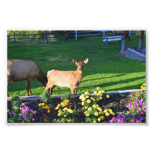 Busted -- an Elk Calf With a Marigold Photo Print