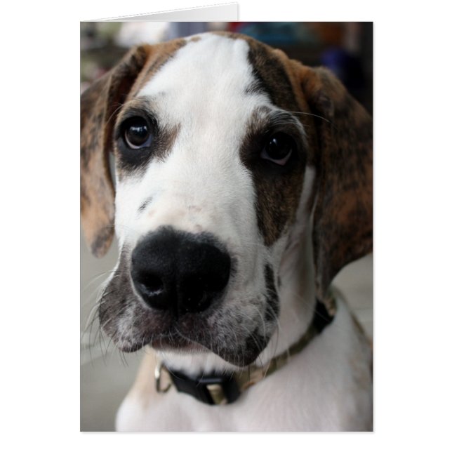 buster 1 (Front)