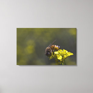 Busy as a Bee Canvas Print
