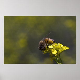 Busy as a Bee Poster
