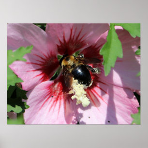 Busy Be Collection Pollen in a Hibiscus  Poster