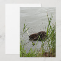 Busy Beaver