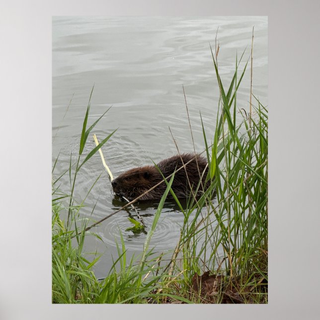 Busy Beaver Poster (Front)