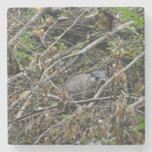 Busy Beaver Stone Coaster