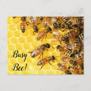 Busy Bee, Bumblebee, Honey Hive Postcard