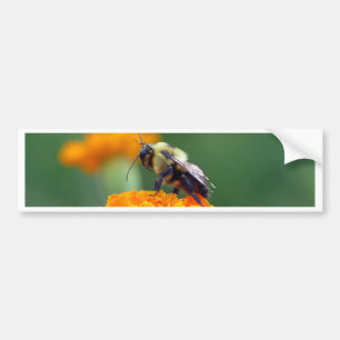 Busy Bee Bumper Sticker