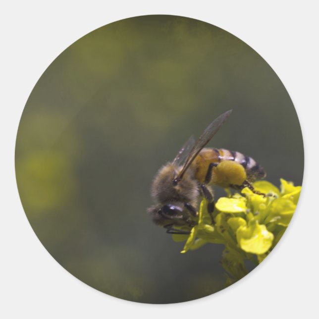 Busy Bee Classic Round Sticker (Front)