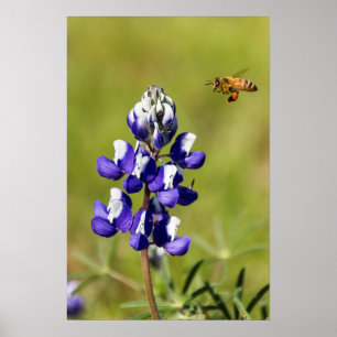 Busy Bee Contemplating a Wild Lupin Flower Poster