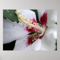 Busy Bee Hibiscus Pollen Party