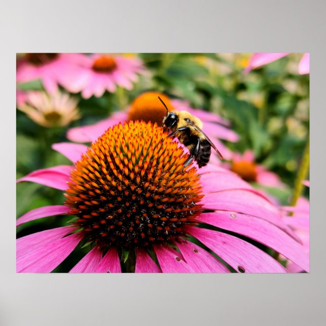Busy Bee on a Purple Coneflower Poster (Front)