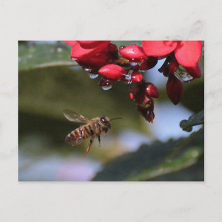 Busy Bee Postcard