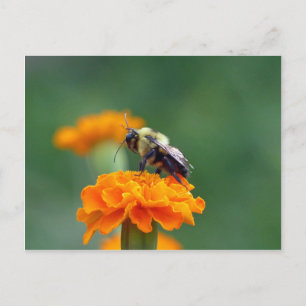 Busy Bee Postcard