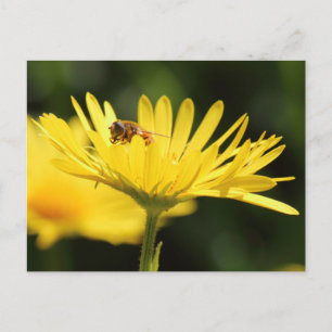 Busy Bee Postcard