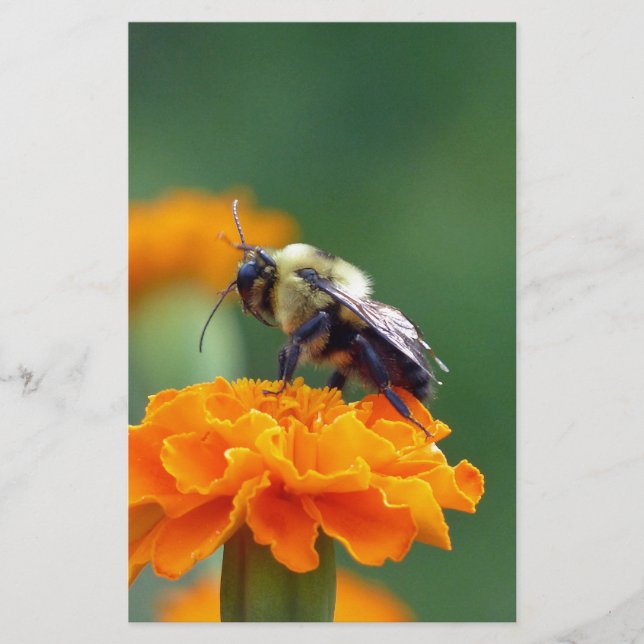 Busy Bee Stationery (Front)