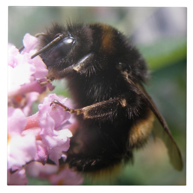 Busy Bumblebee and Pink Flowers Tile (Front)