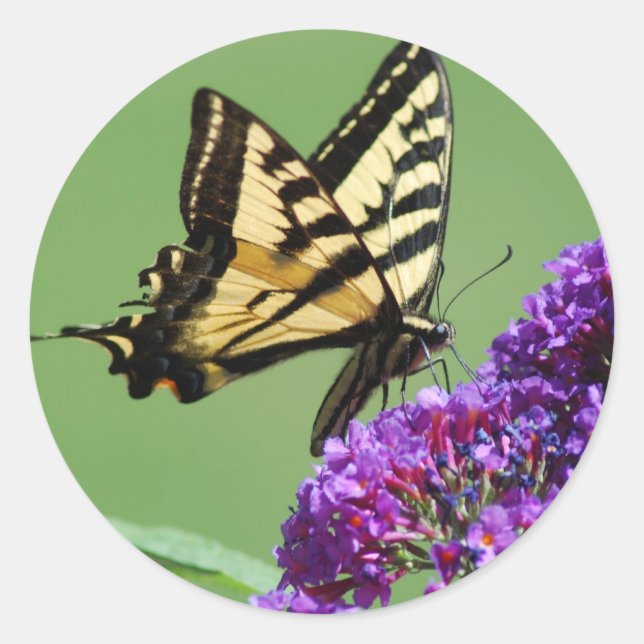 Busy Butterfly Stickers (Front)