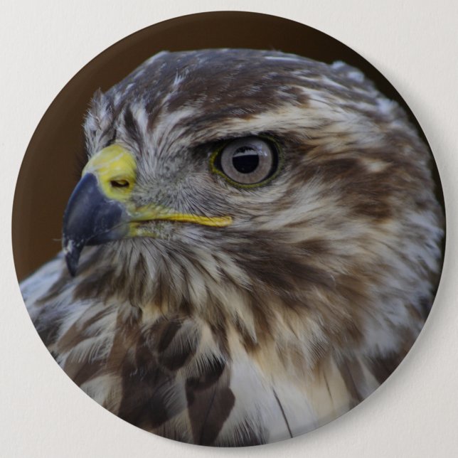 Buteo buteo 6 cm round badge (Front)